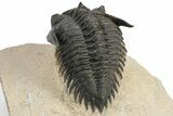 Detailed Metacanthina Trilobite - Lghaft, Morocco #248771-4